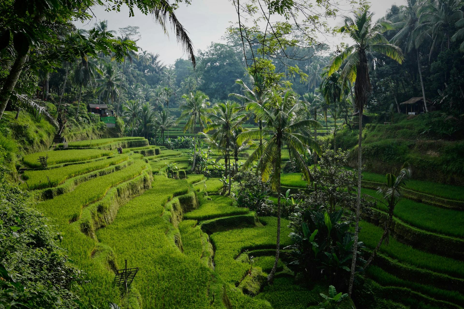 Rice terraces north of Ubud, Tegelalang, Bali